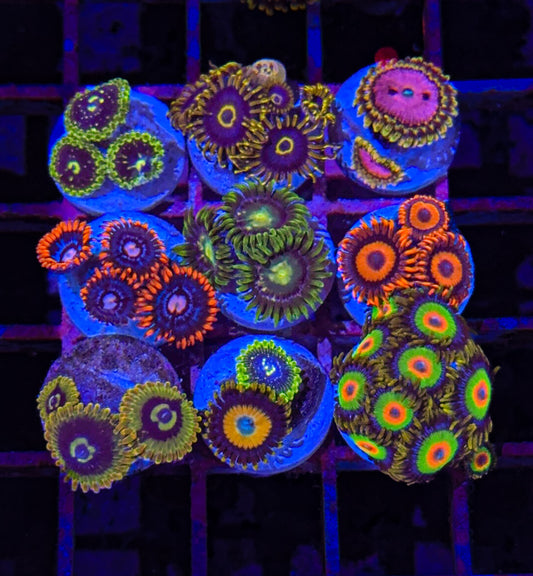 Zoa Pack Chunky #12 (WYSIWYG)