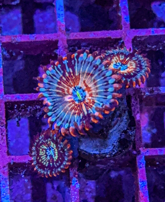 CB White Zombie’s Zoas (WYSIWYG)