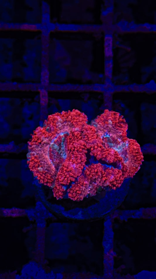 Acan (WYSIWYG)
