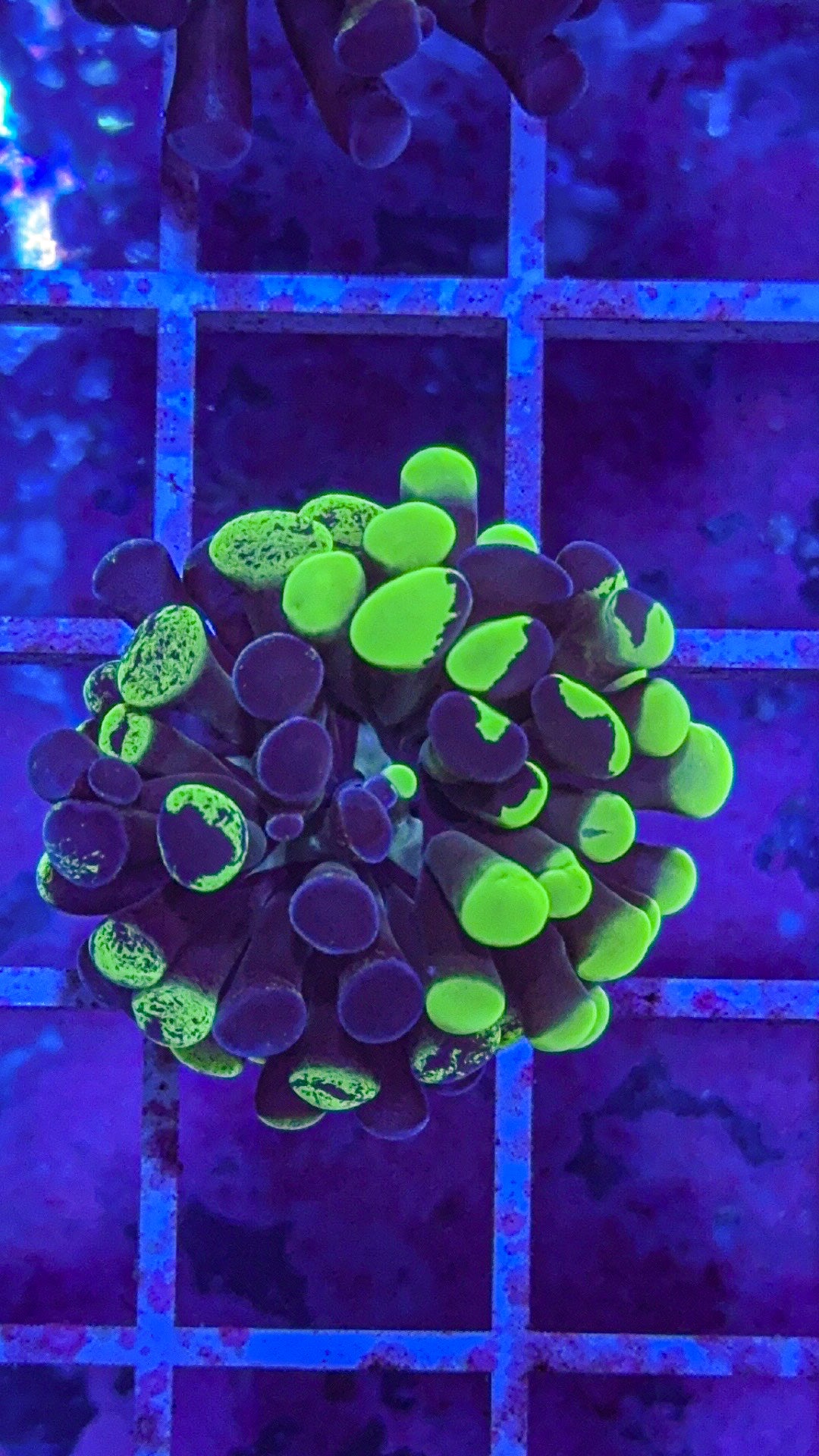 Splatter Hammer #6 (WYSIWYG)