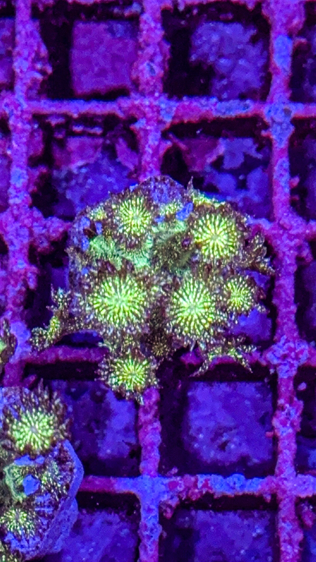 WCC Grand Master Glitter Goni (WYSIWYG)