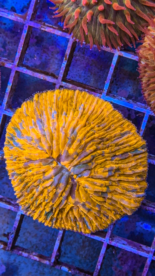 Splatter Fungia (WYSIWYG)