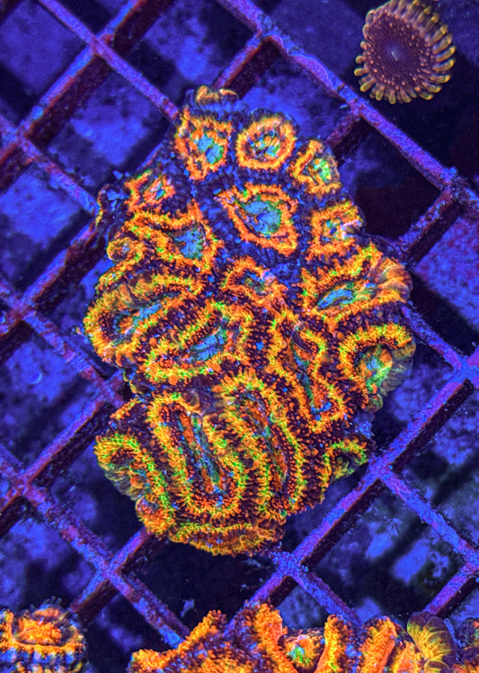Ultra Rainbow Acan Colony (WYSIWYG)
