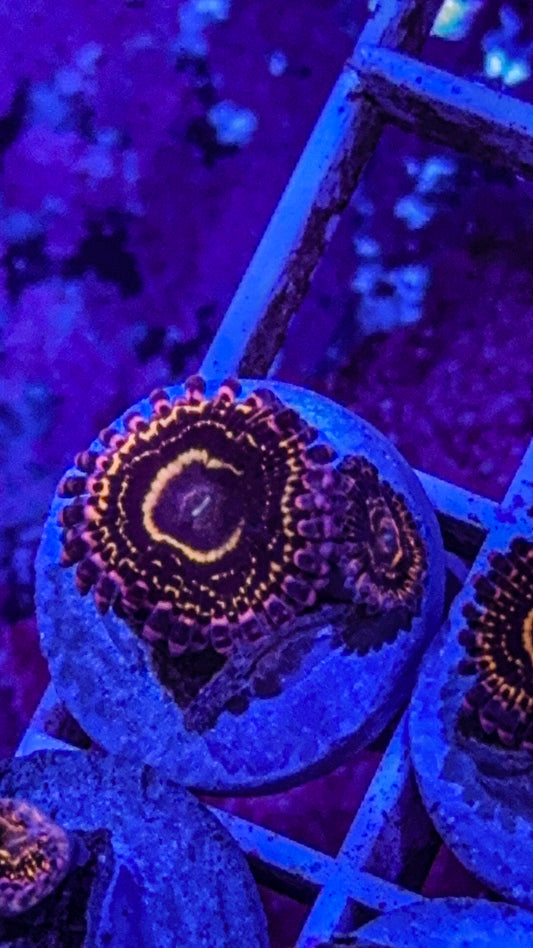 Stratosphere Zoas (WYSIWYG)