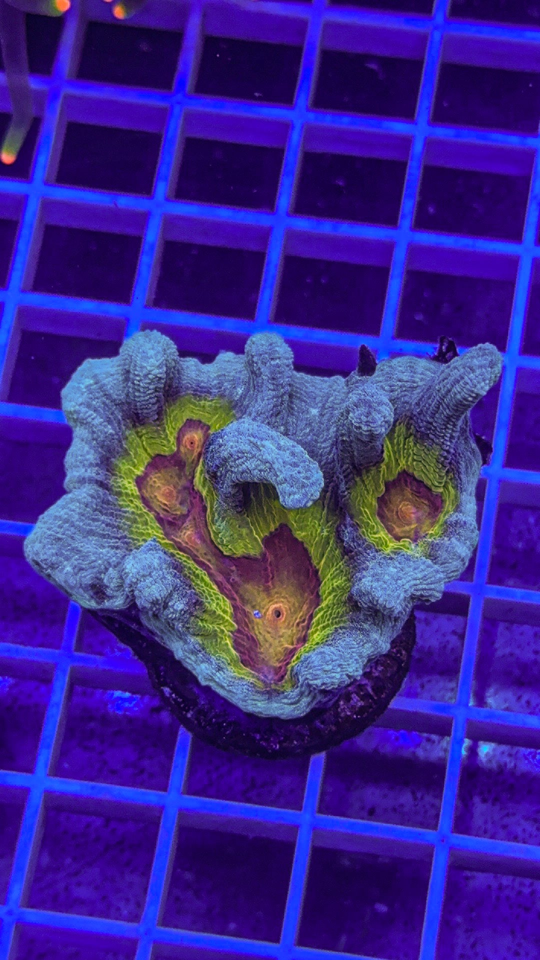 WCC Frost Tip Rainbow Pectinia (WYSIWYG)