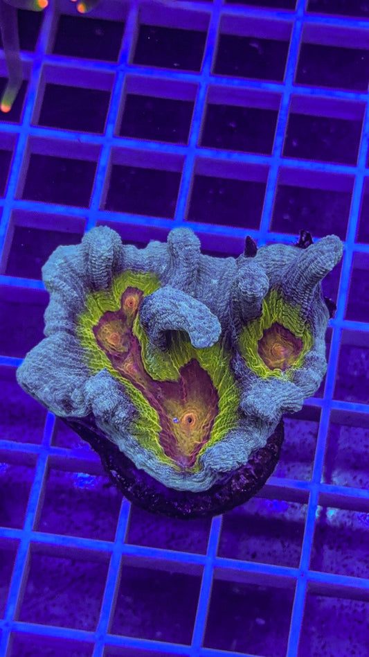 WCC Frost Tip Rainbow Pectinia (WYSIWYG)