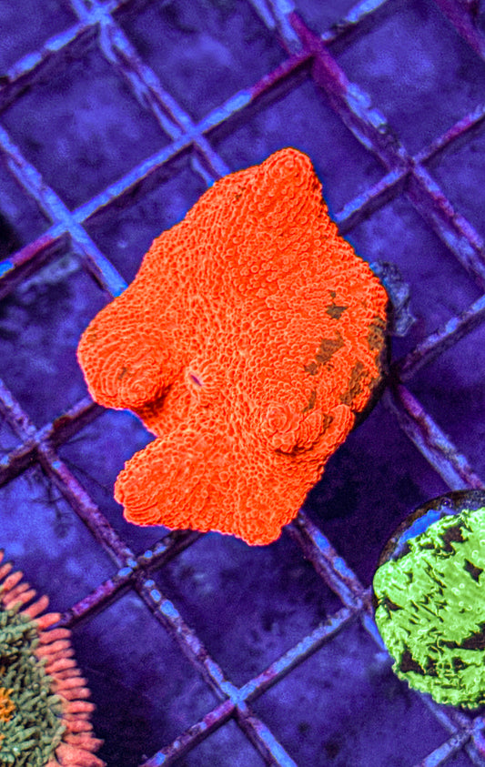 Candy Crush JB Mushroom (WYSIWYG)