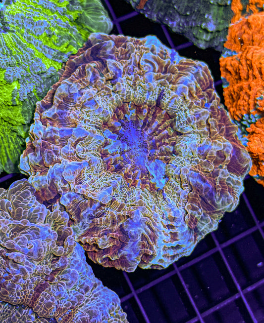 Ultra Acanthophyllia (WYSIWYG)