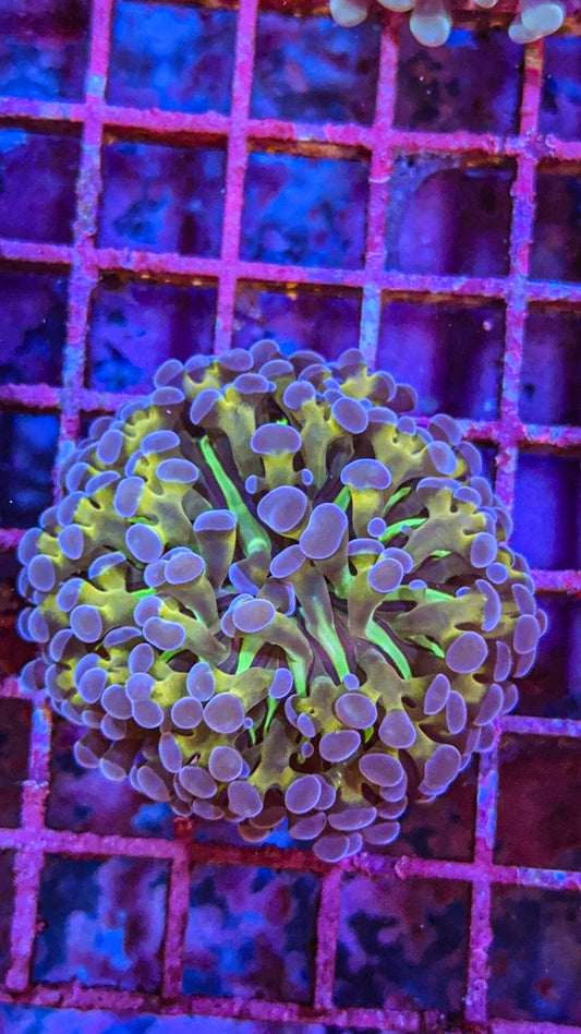 Rare Blue Tip Gold Stem Frammer (WYSIWYG)