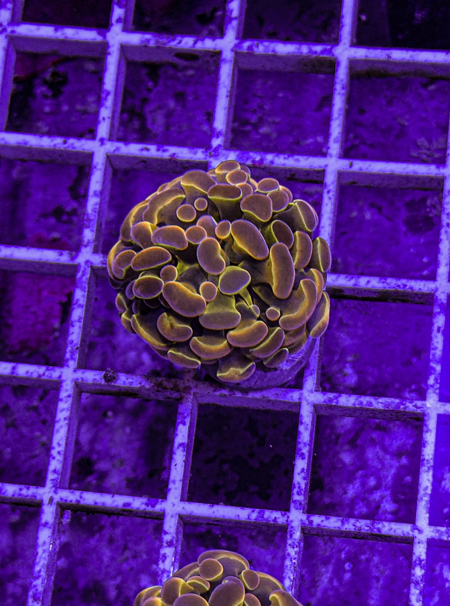 KDR Rainbow Hologram Hammer (WYSIWYG)