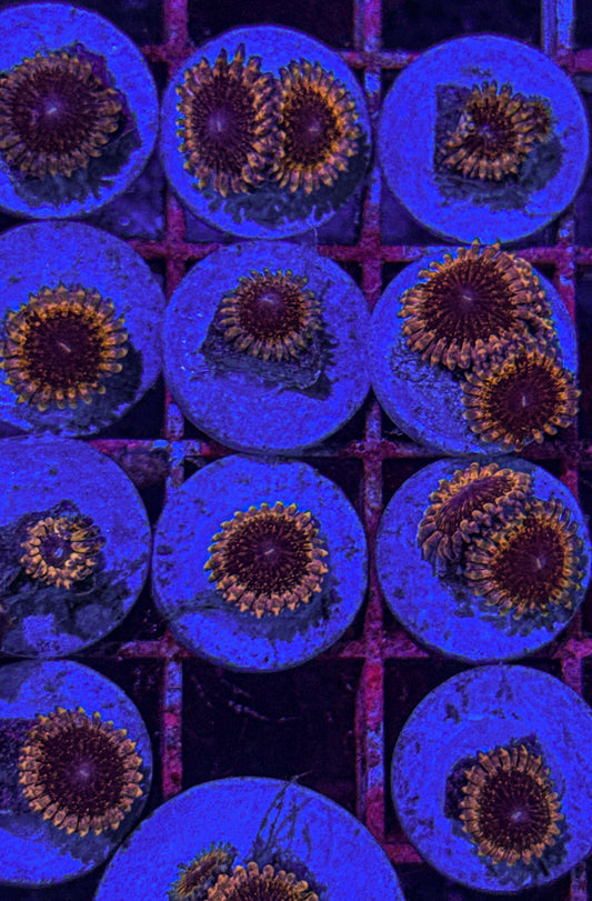 White Walker Zoas (WYSIWYG)