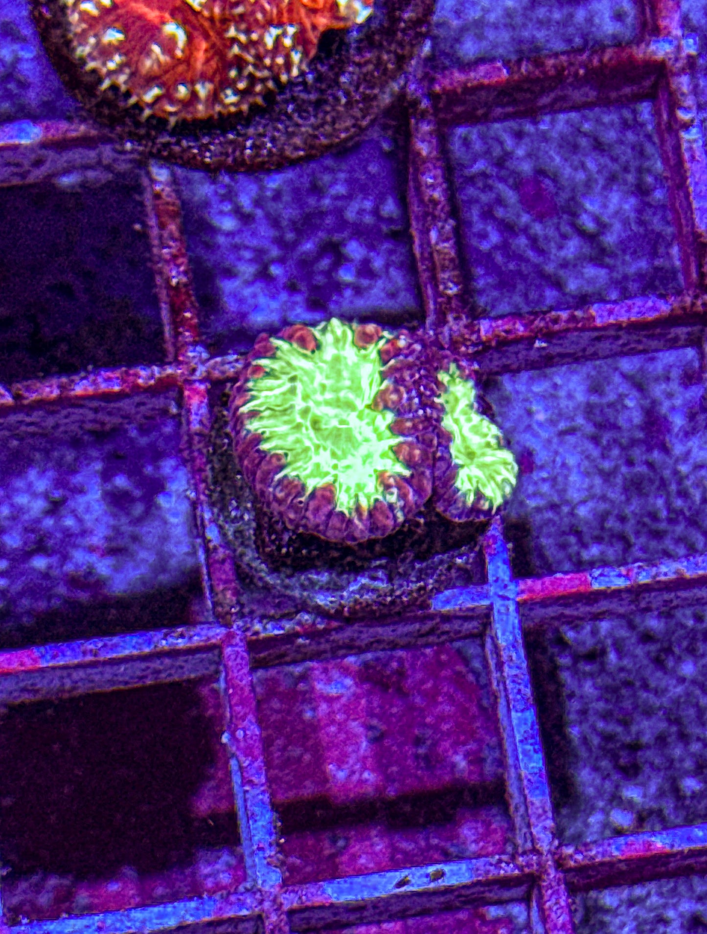 Blasto (WYSIWYG)