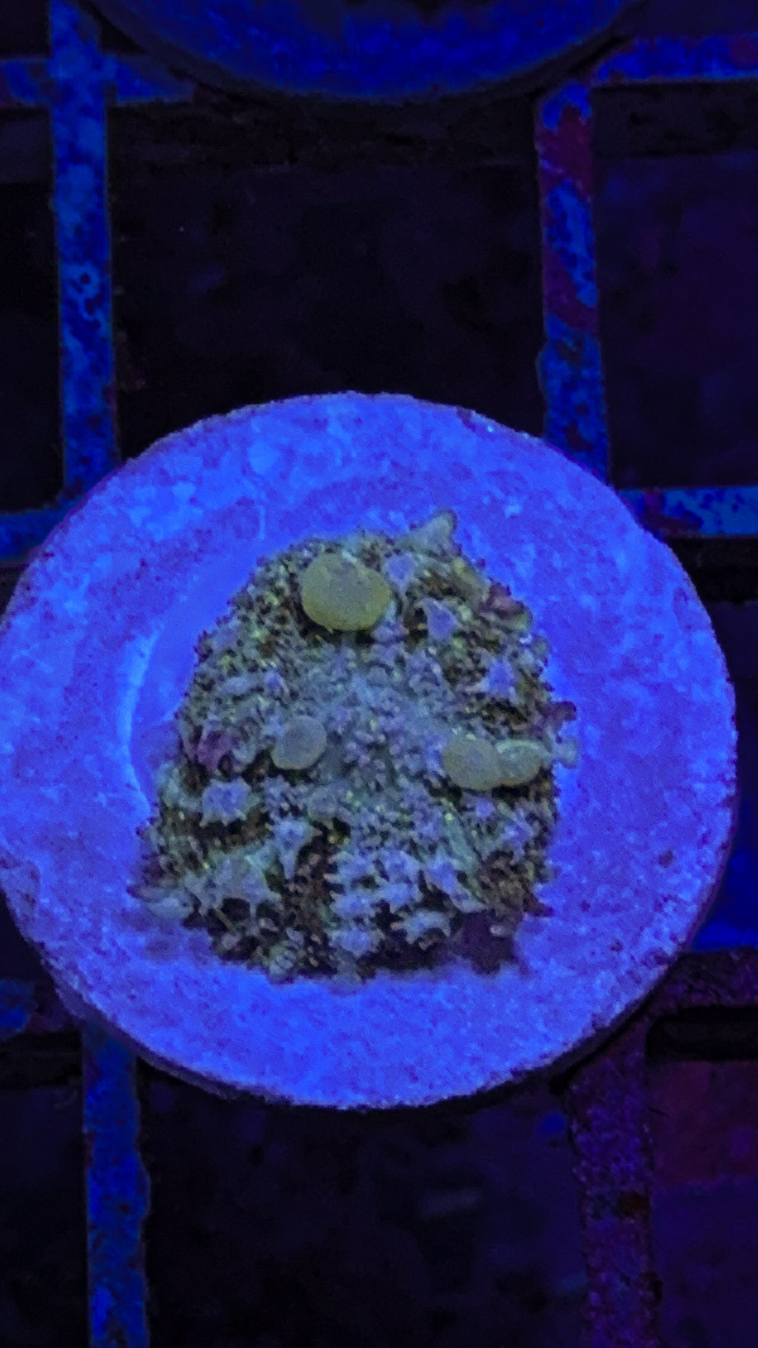 WCC Golbin Bounce (WYSIWYG)