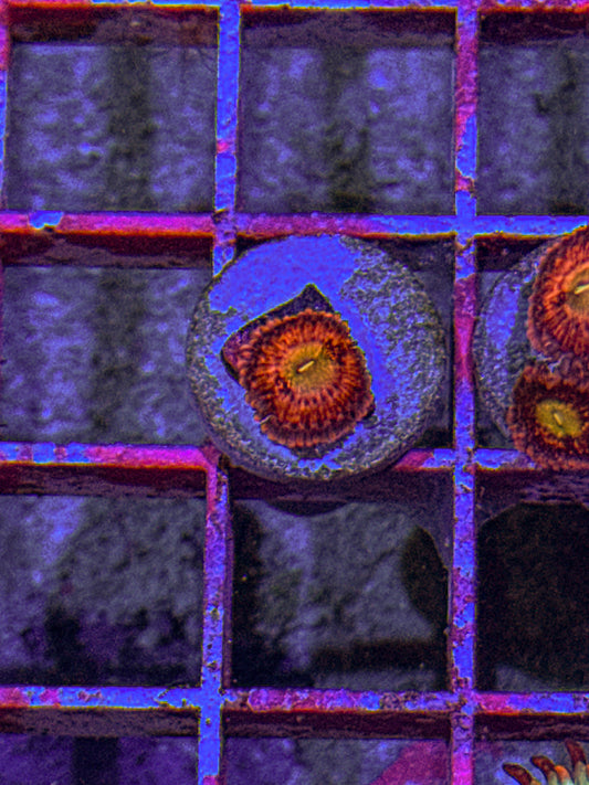 Playboy Bunny Zoa (WYSIWYG)