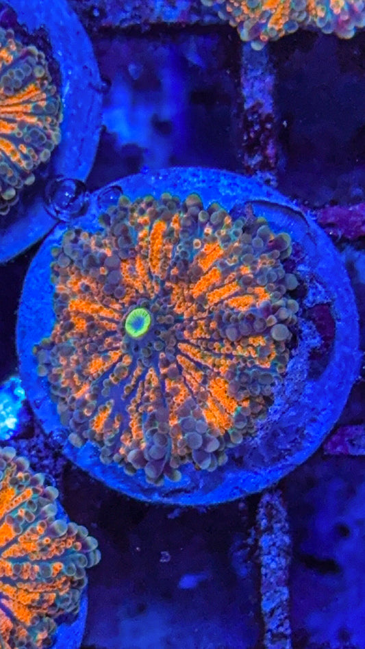 Orange Yuma (WYSIWYG)