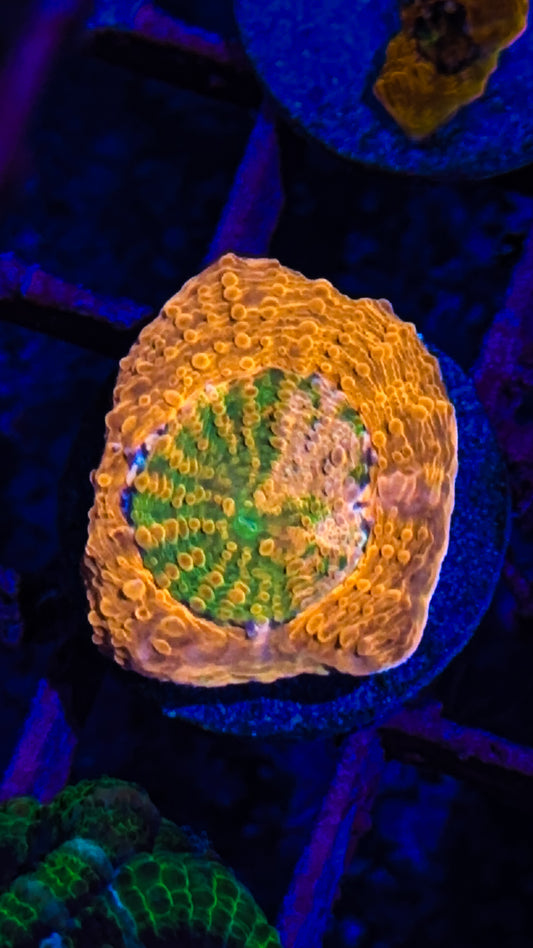 CKC Agent Orange Acan Echinata (WYSIWYG)