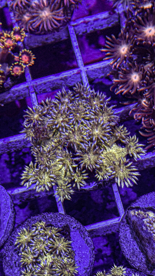 Glitter Goni (WYSIWYG)