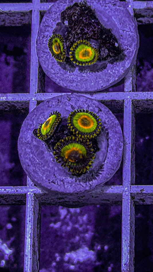 Rasta Zoas (WYSIWYG)