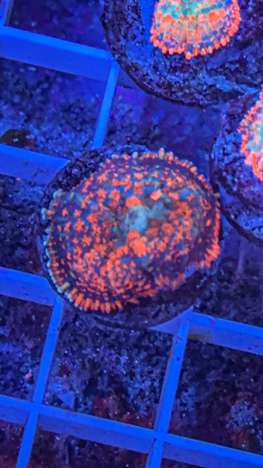 Orange Mushroom (WYSIWYG)