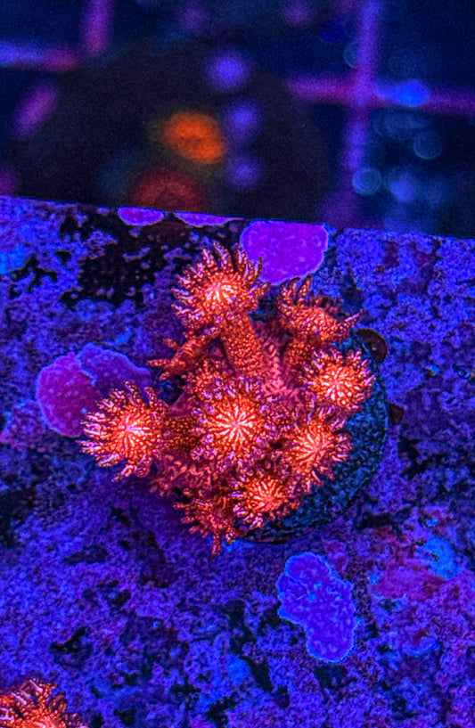 WCC Master Red Glitter Goni (WYSIWYG)