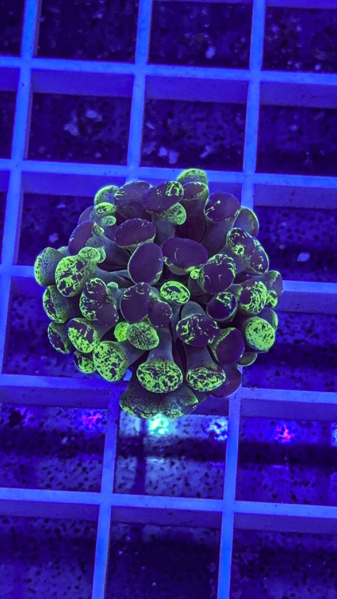 Splatter Hammer (WYSIWYG)