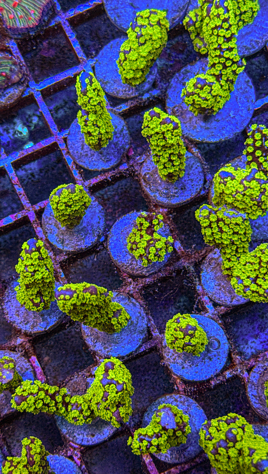 Tubbs Stellata Montipora (WYSIWYG)