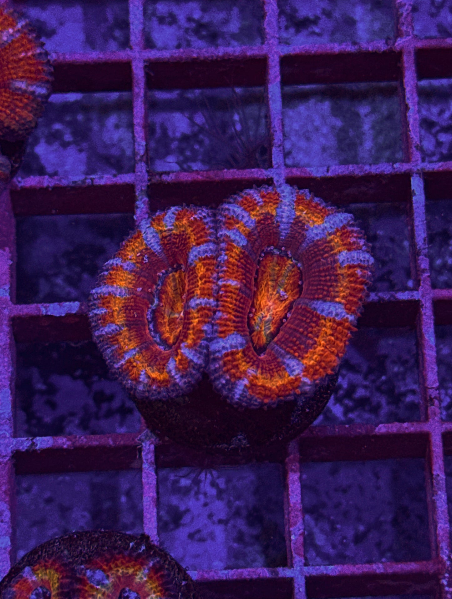 Rainbow Acan (WYSIWYG)