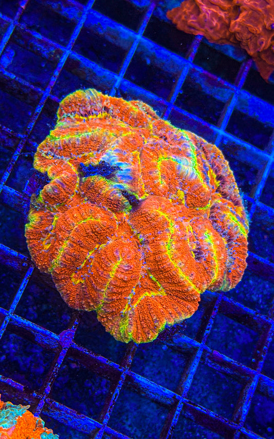 Symphyllia “Brain Coral”  (WYSIWYG)