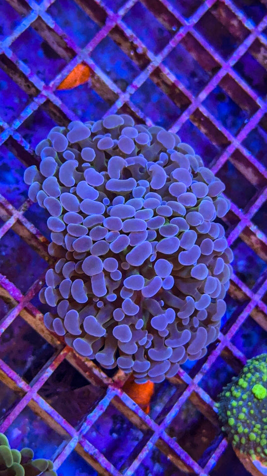 Blue Frammer (WYSIWYG)