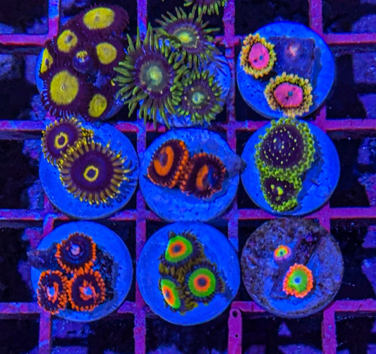Zoa Pack #7 (WYSIWYG)