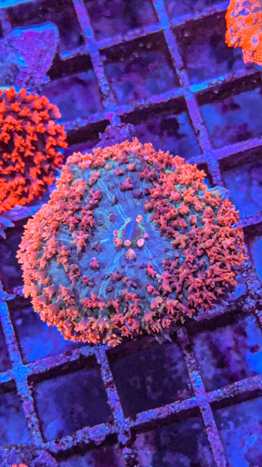 Saint Thomas Mushroom Coral (WYSIWYG)