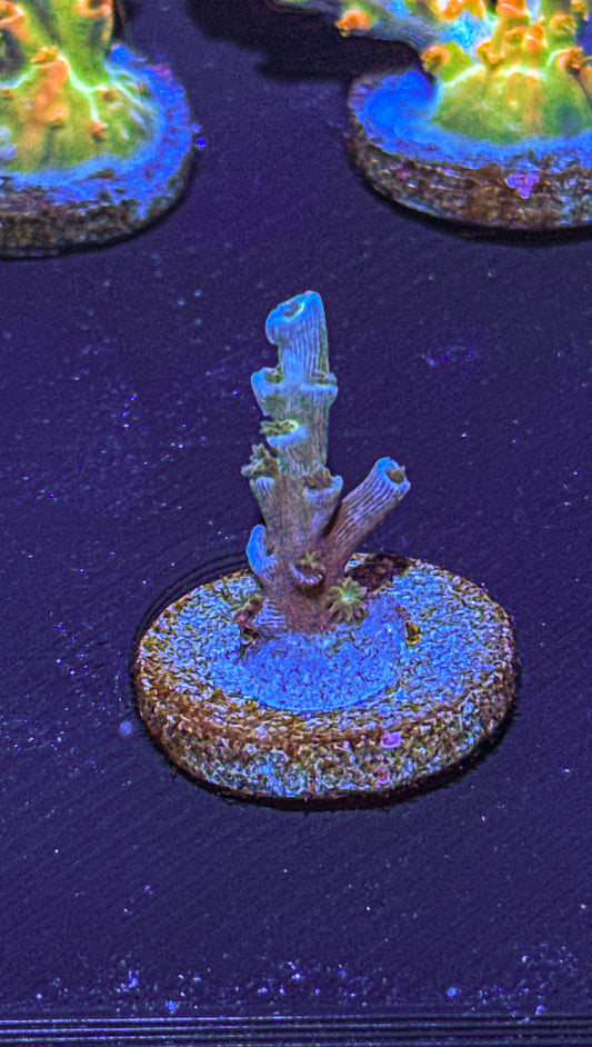 Vivids Insanity Acro (WYSIWYG)