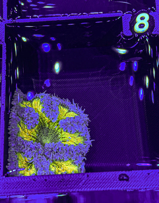 Ultra Rock Flower Anemone (WYSIWYG)