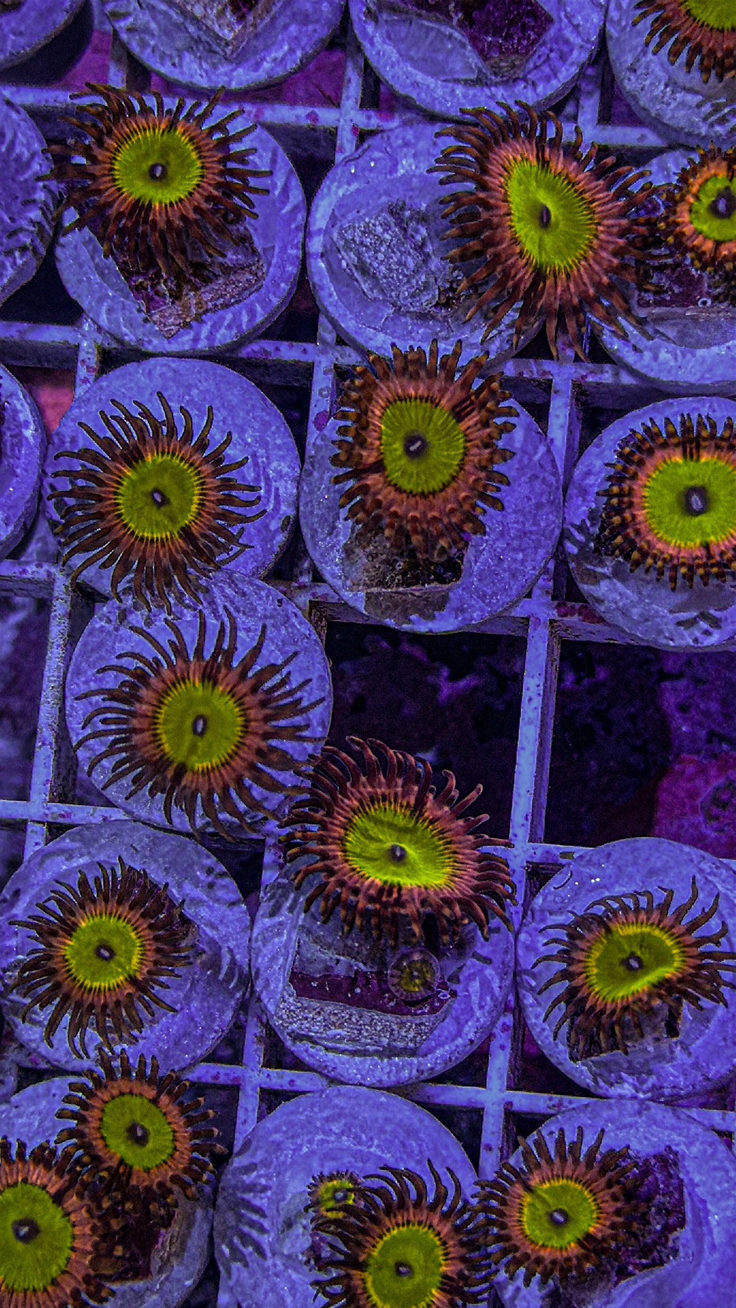 Chucky Bride Zoas (WYSIWYG)