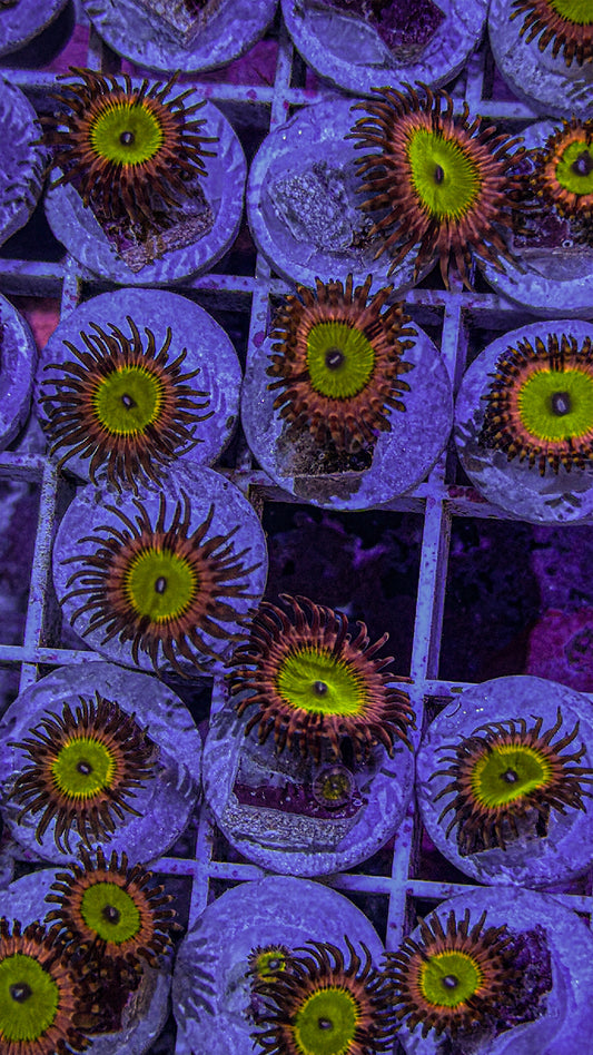 Chucky Bride Zoas (WYSIWYG)