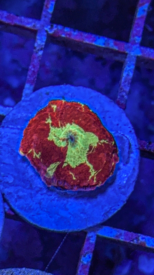 Eclectus JB Mushroom (WYSIWYG)