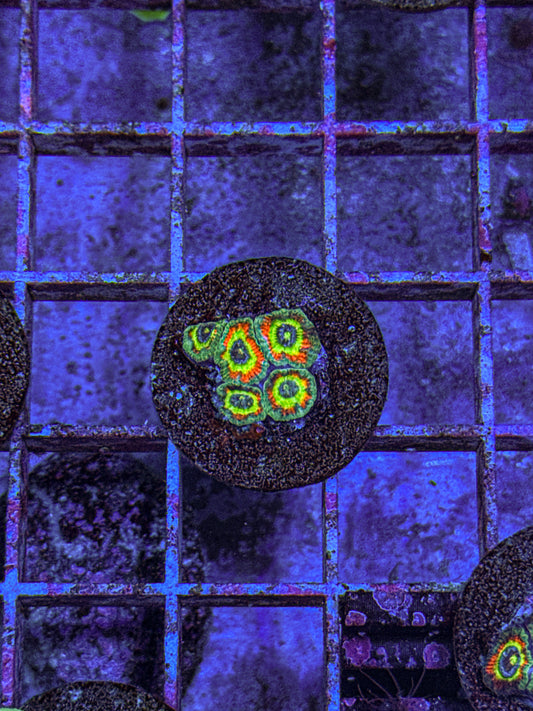 Holy Grail Micromussa Acan (WYSIWYG)