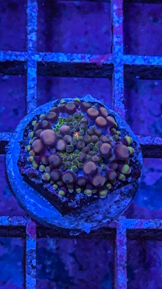 Purple Haze Yuma Mushroom (WYSIWYG)