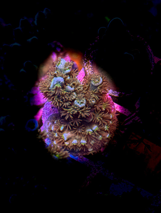 WCC Fluffy Tenuis Acro (WYSIWYG)
