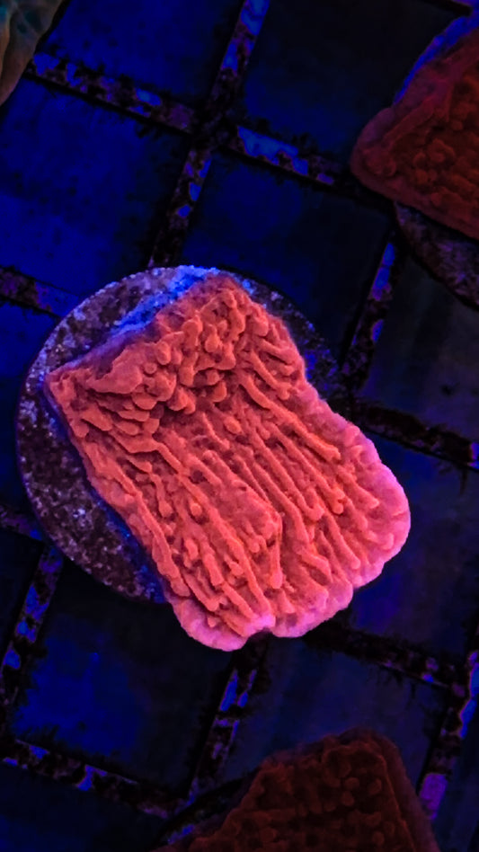 Red Monti Cap (WYSIWYG)