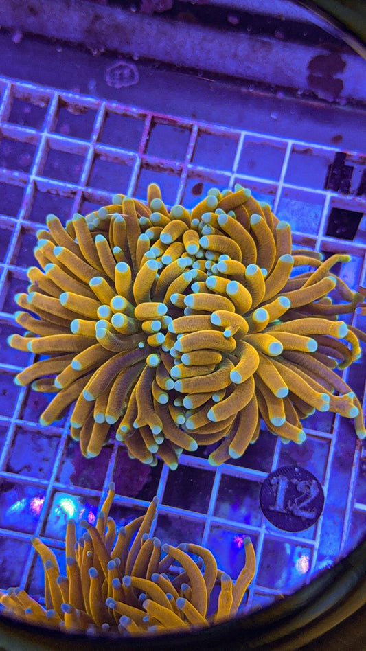 Banana Grail Torch #12 (WYSIWYG)