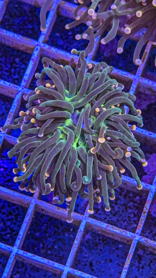 Skittles Torch (WYSIWYG)