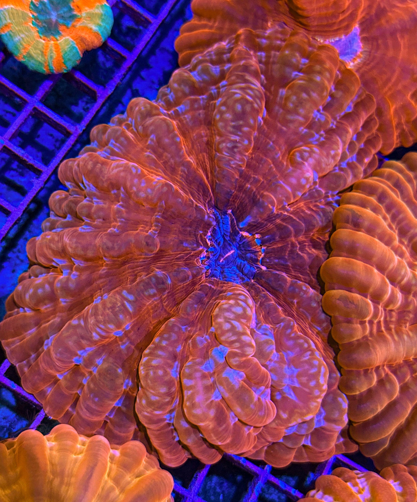 Ultra Speckled Cynarina “Big!” (WYSIWYG)