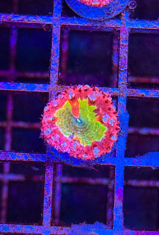 Master Grafted Blasto (WYSIWYG) #8
