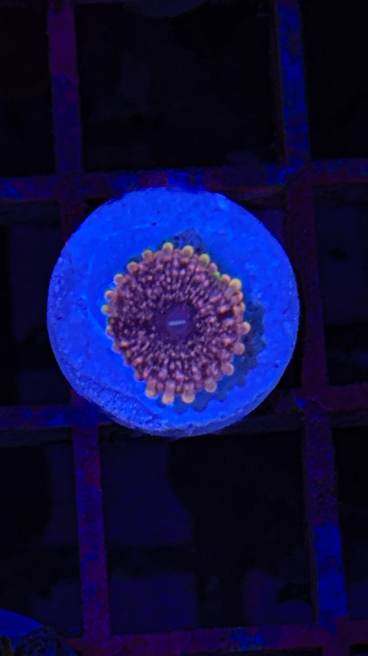 Pink Nebula Zoa (WYSIWYG)