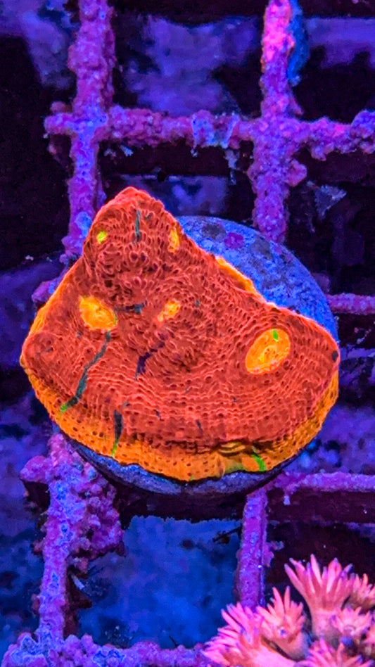 SC Dynamite Chalice (WYSIWYG)