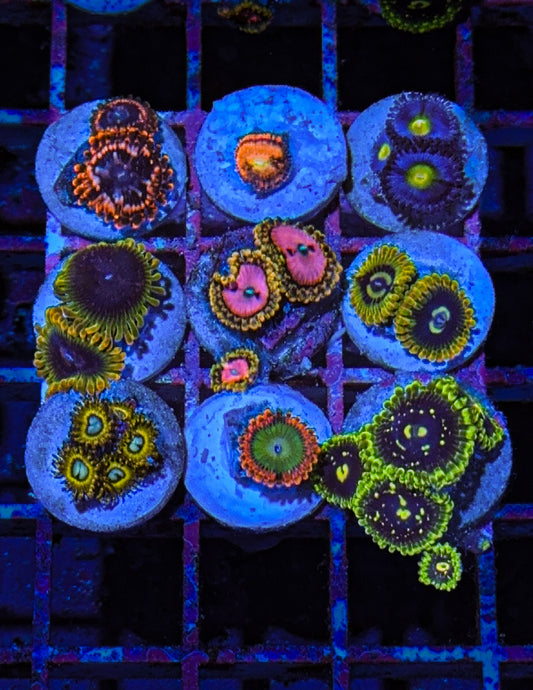 Zoa Pack #11 Mix (WYSIWYG)