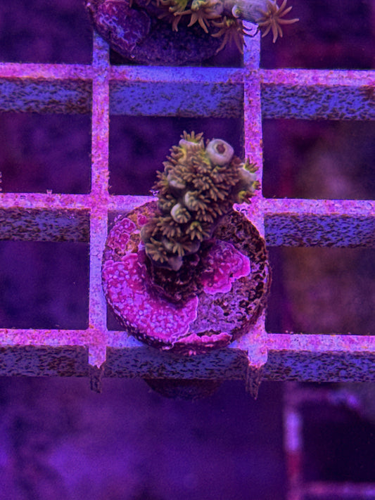 WCC Fluffy Tenuis Acro (WYSIWYG)