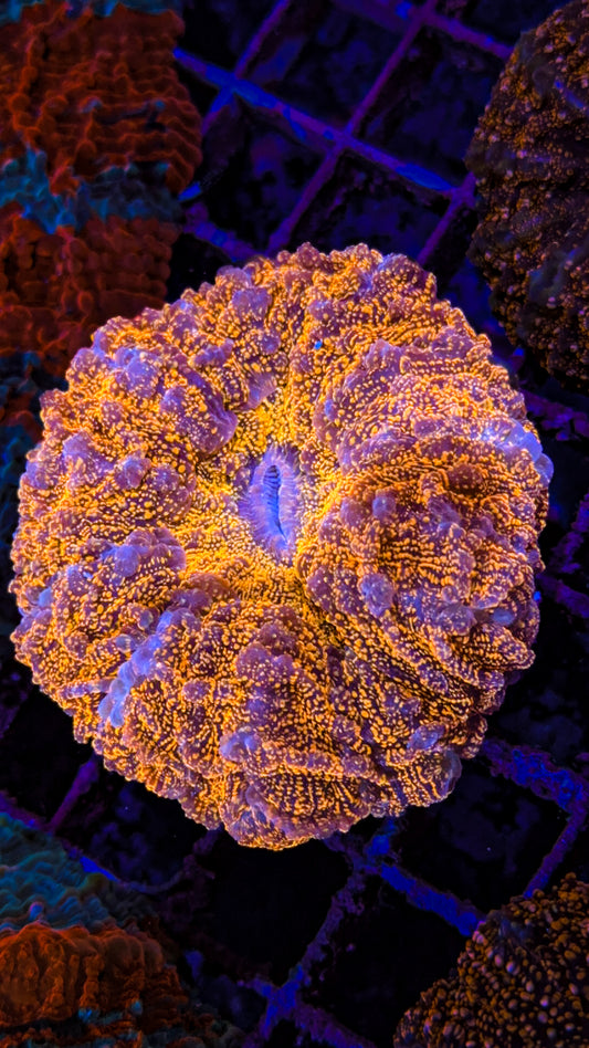 Orange Glitter Acanthophyllia (WYSIWYG)