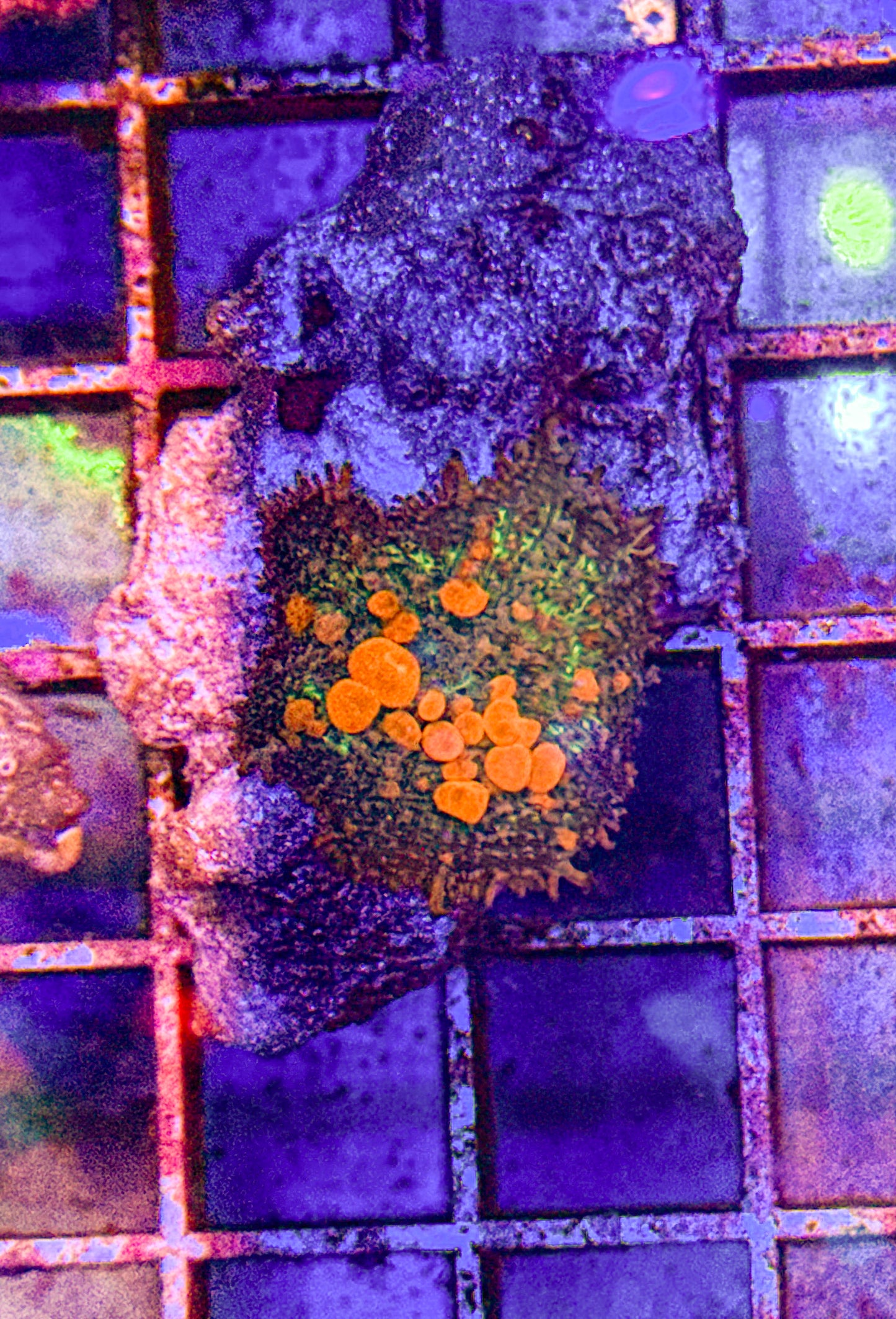 Sunkist Bounce Mushroom (WYSIWYG)